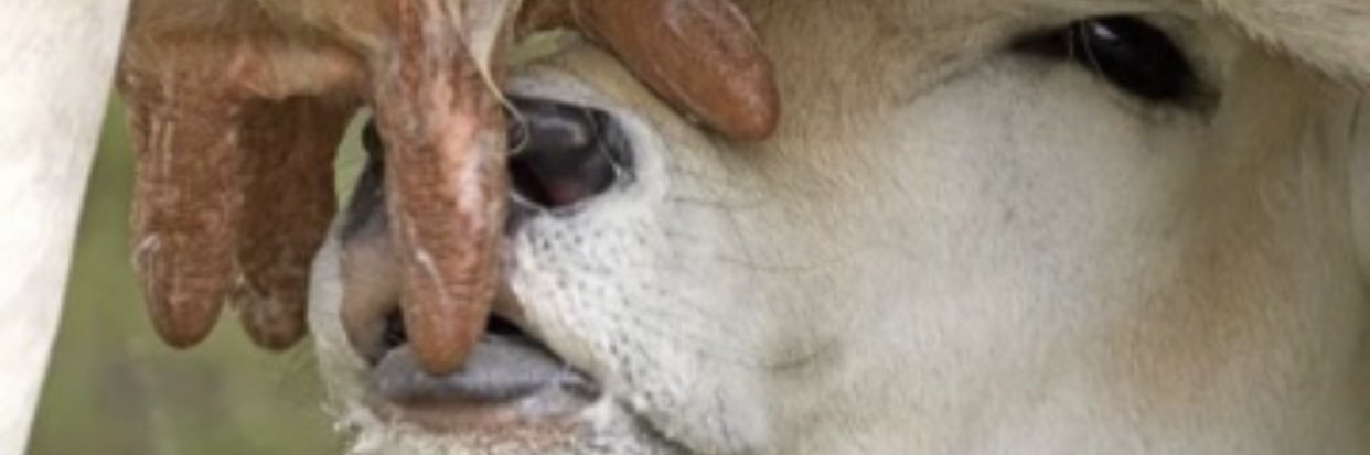 OrdeñadordeVergas banner