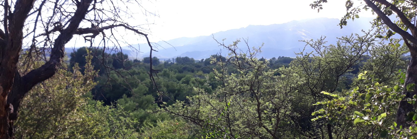 Elefanteindio's profile banner image