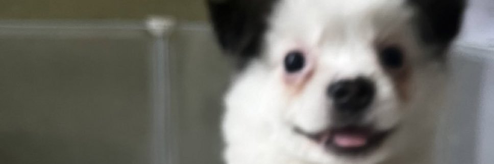 cha_aakko's profile banner image