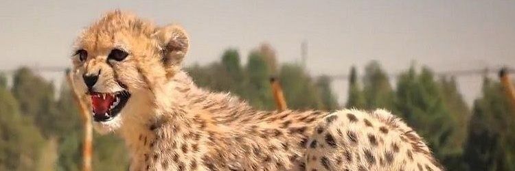 kaaaaveeeeh's profile banner image