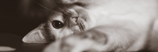 Josebluebeat Profile Banner