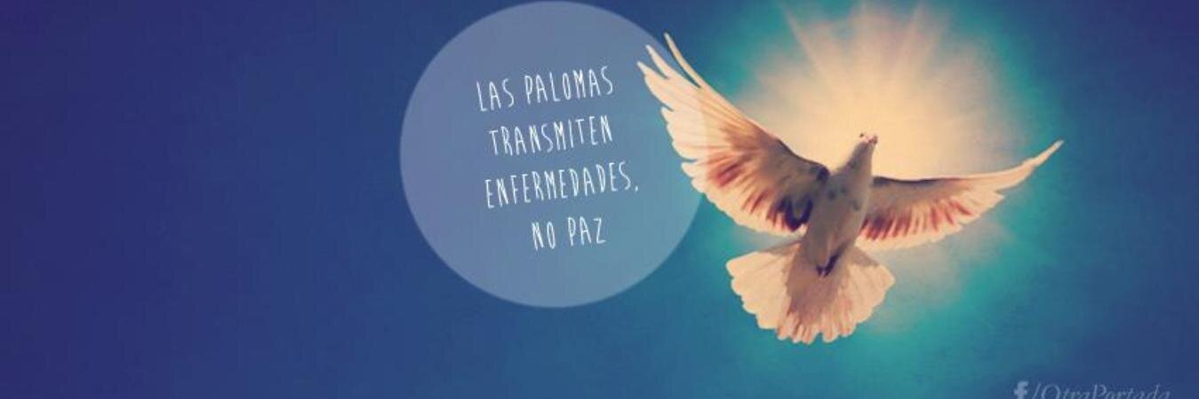 Flor Lewis 👩‍💻💚 banner