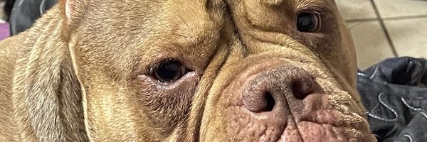 ChefKashi Profile Banner