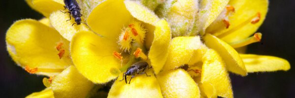 LSUEnt Profile Banner