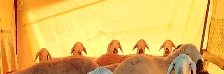 sevenvet's profile banner image