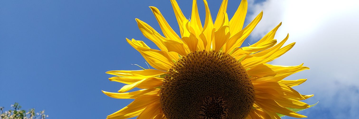 Deborah Hopkinson banner