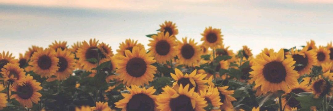 Gessy_Alvim's profile banner image