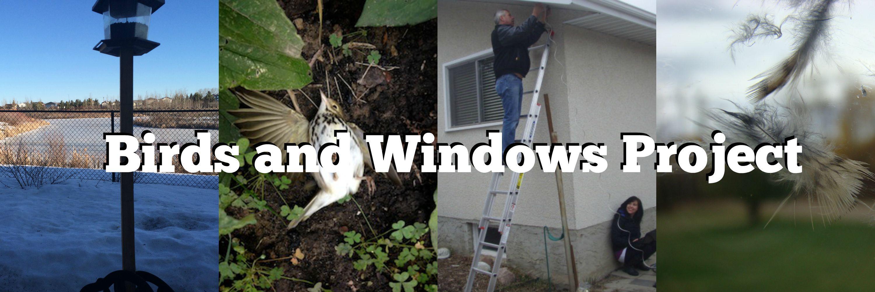 Birds and Windows banner