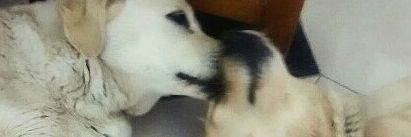 antopalazzani2's profile banner image