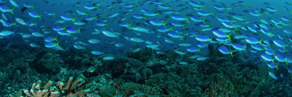 Daniel Gruneberg banner