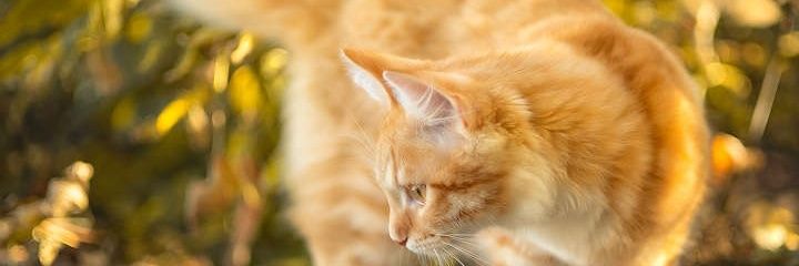 DR. ITARI_MMUO. banner