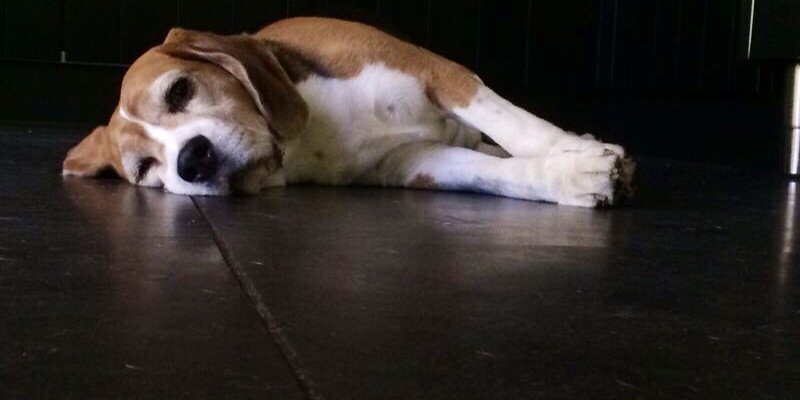 DexTheBeagle's profile banner image