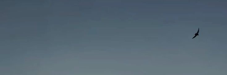 busybeingdodo's profile banner image
