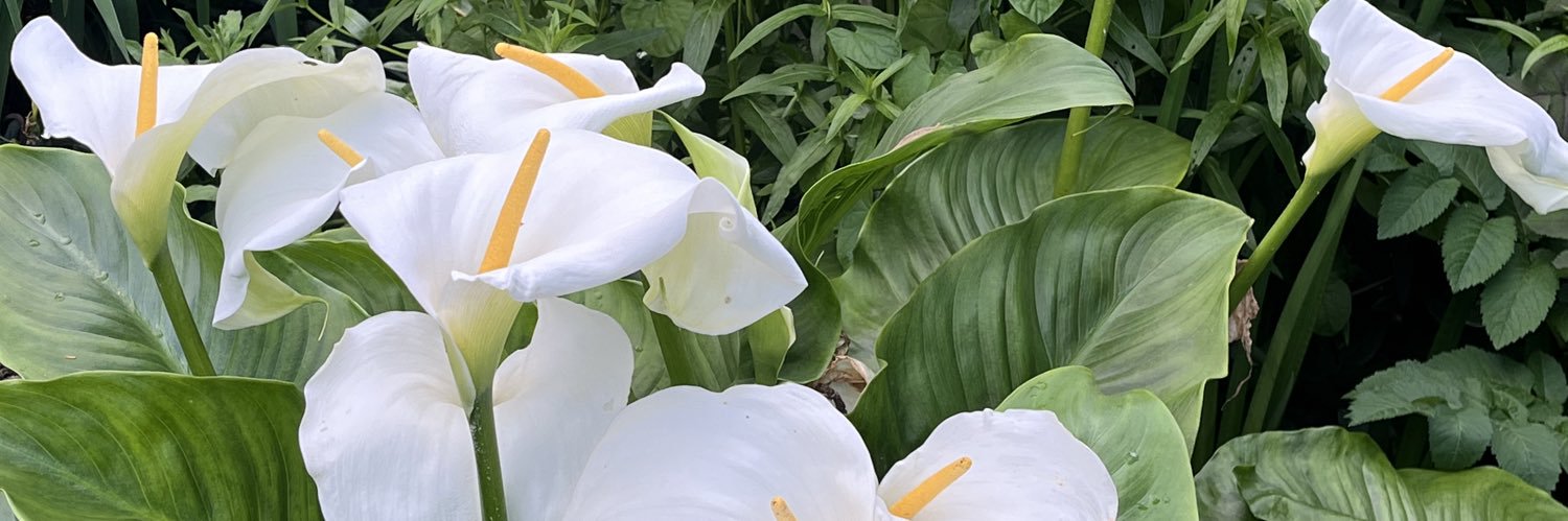 emmy_mcmic's profile banner image