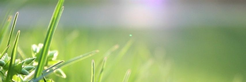 Lily Wind banner