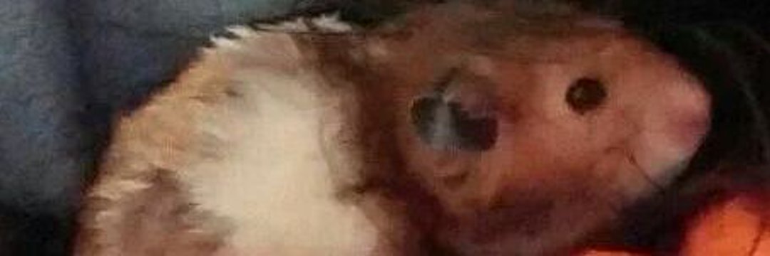 😇Obe🐹 😇QT🐹 HANBOOP!😇🐹🐾's banner