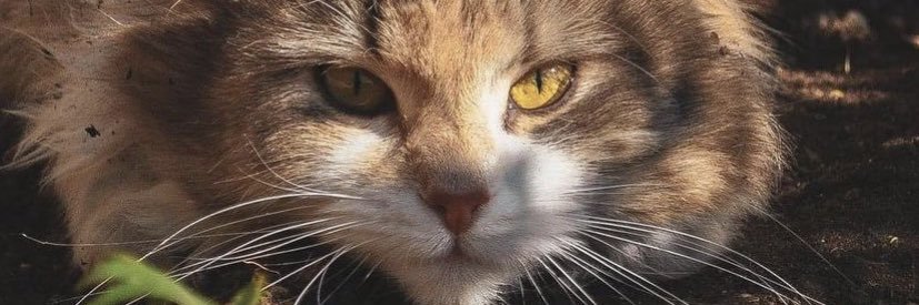 picinjaaa's profile banner image