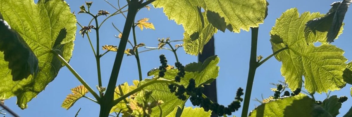 ✩₊˚.⋆☾⋆⁺₊✧ banner