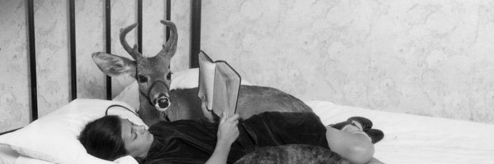 jane feinsod banner