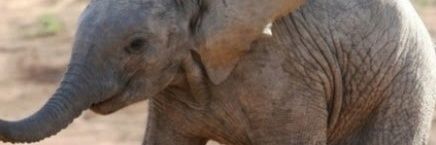 Mafaldo banner