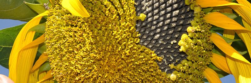 غداً أجمل banner