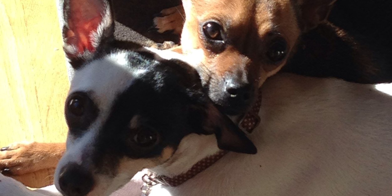 Danielle Epting banner