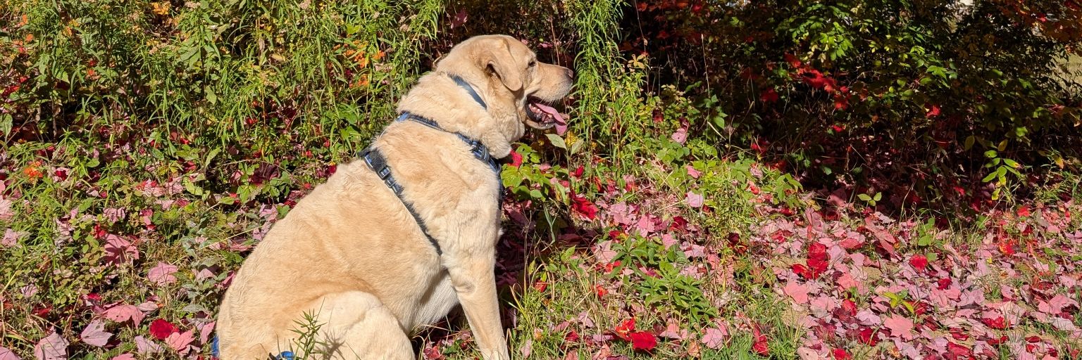 Only Bud ! 🇨🇦 banner