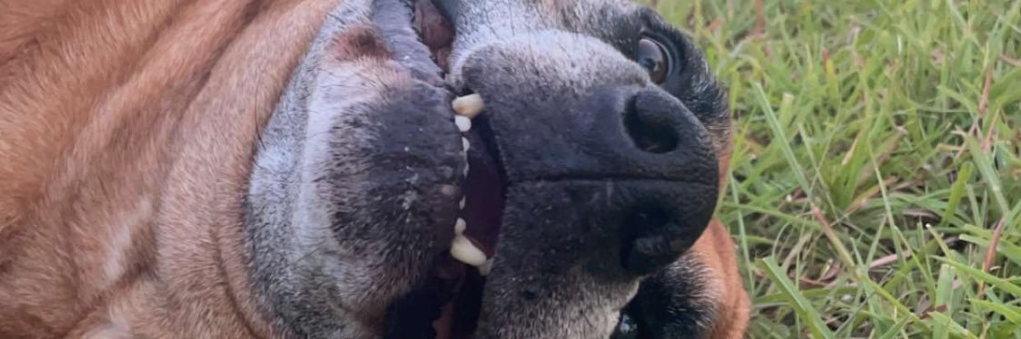 ZebleyCole's profile banner image