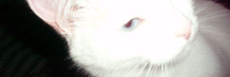 bisocas's profile banner image