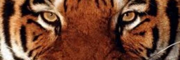 Grade11_English Profile Banner