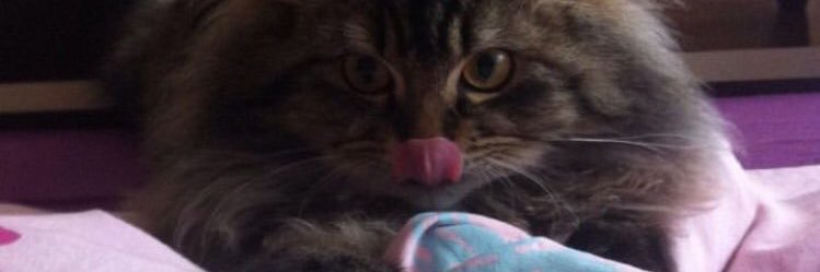 AvaLepley's profile banner image