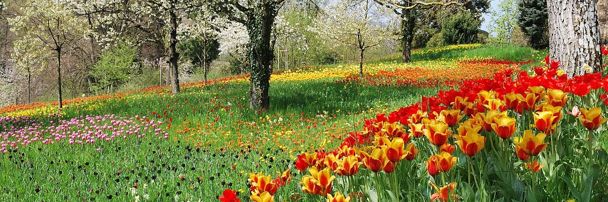 Alexander👑 banner