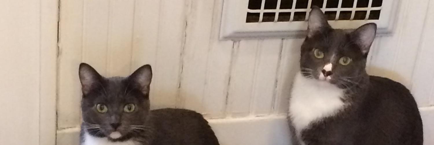 jippii236's profile banner image