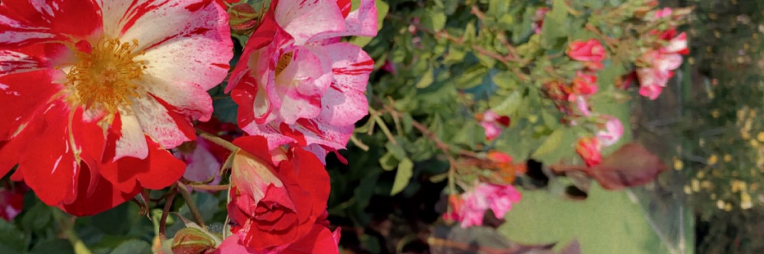RoxyLovely's profile banner image