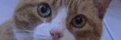 Needleclaw_warrior banner