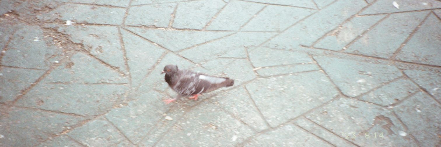 🐮 ˣᵃᵛʸ 🍉 banner