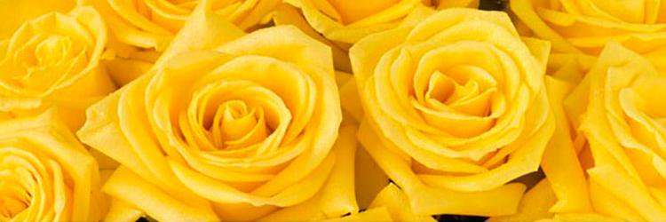 bressblue's profile banner image