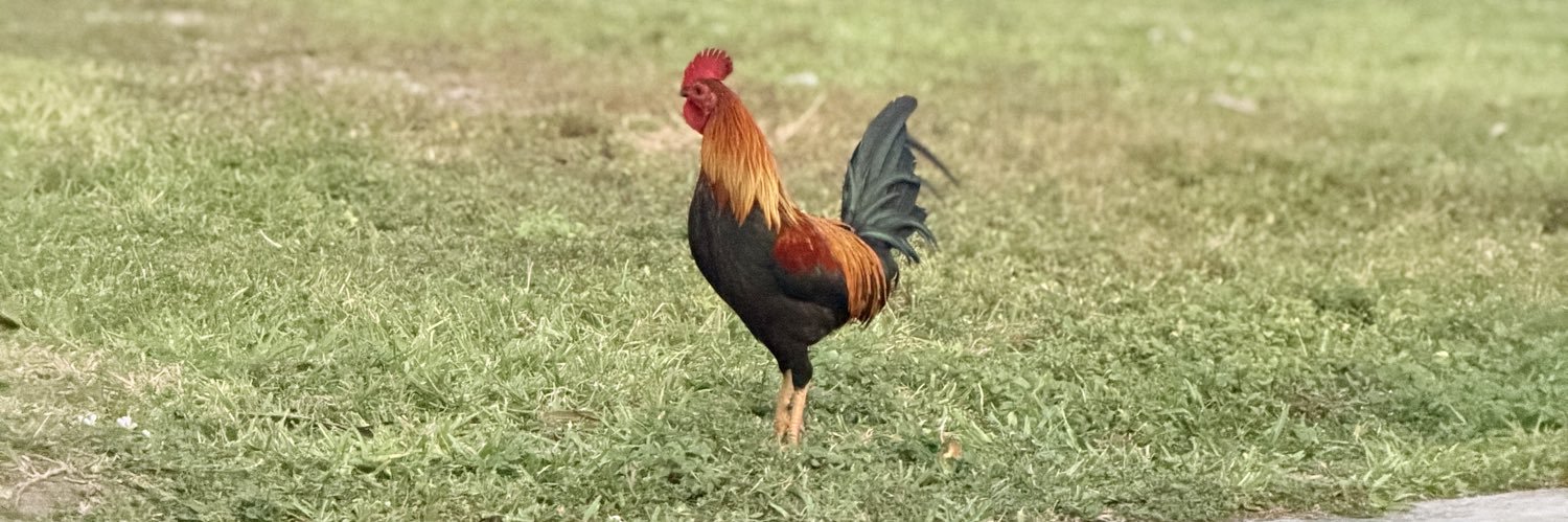cheddarr banner