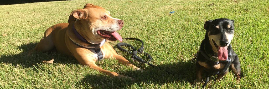 Sybil Summers banner