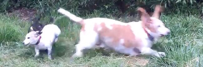 Karls (legally baby) banner