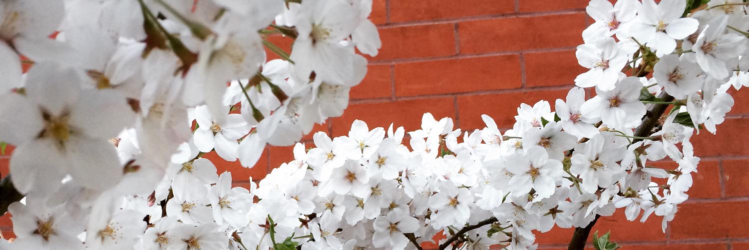 smithbanfield's profile banner image