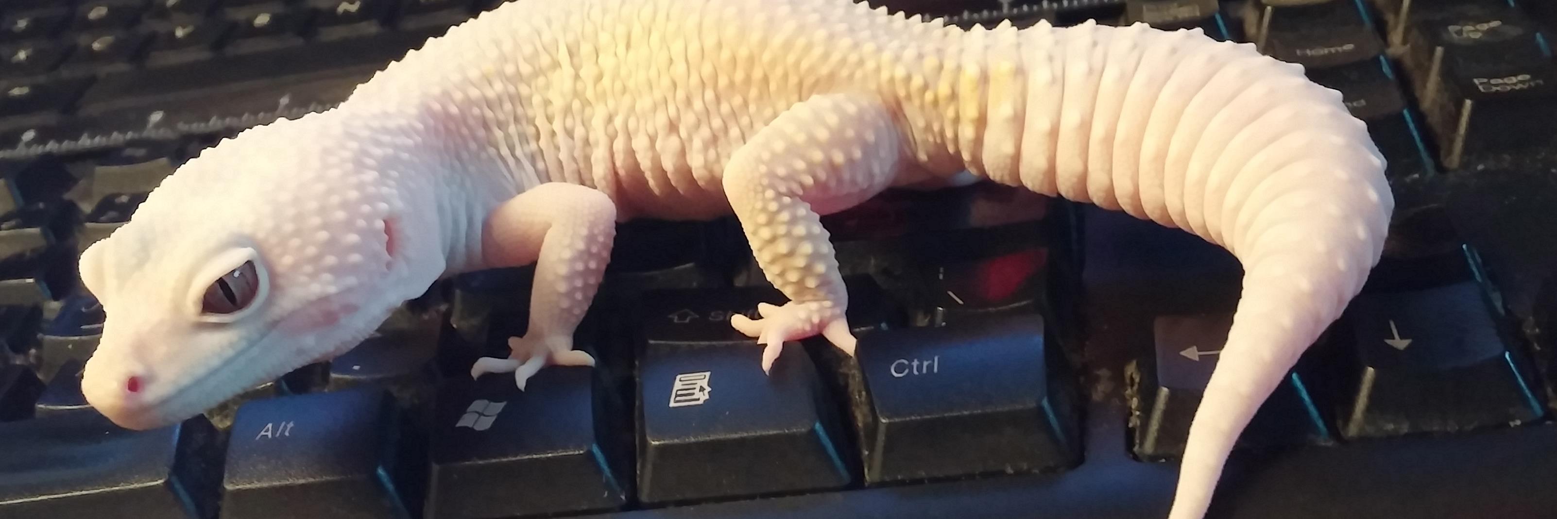 AraelGecko's profile banner image