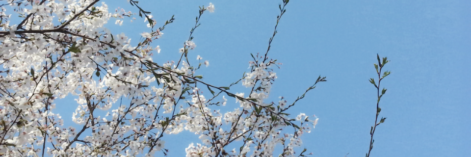 NN_Aileen's profile banner image