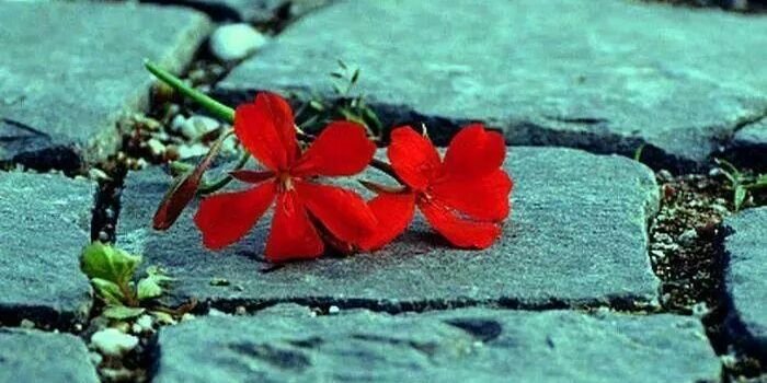 noor_aldein's profile banner image