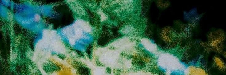 Result of Human Transmutation's banner