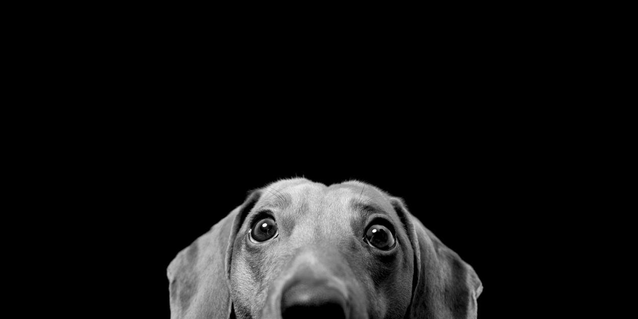 SilverDoggi's profile banner image