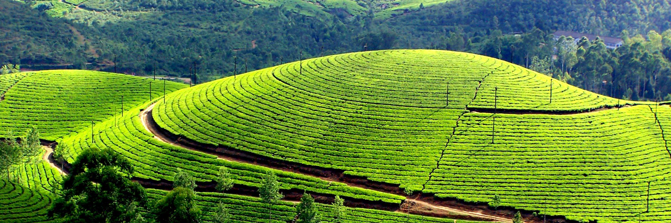 adamteacompany's profile banner image