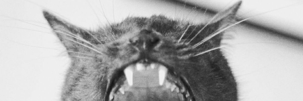 emilmien's profile banner image