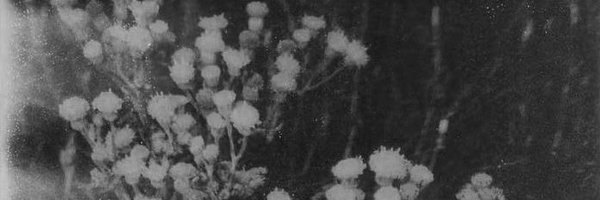 _vixin__ Profile Banner