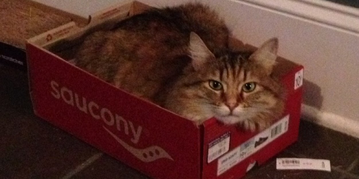 sally_thecat's profile banner image